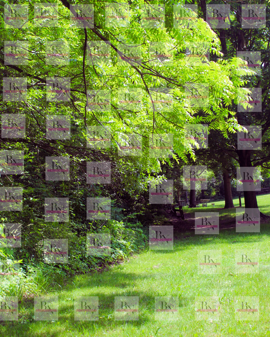Nature downloadable print